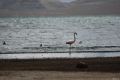 Flamingo la lacul Chungara