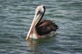 Pelican, Lagunillas, Paracas